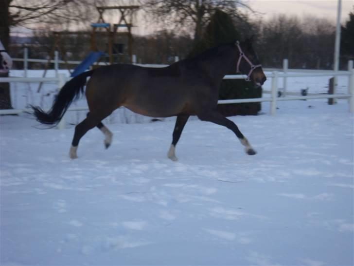 Anden særlig race Genua Mak - feb 2010 billede 3