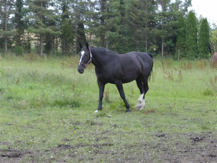 Oldenborg Lidiane  - Hygger sig på folden  billede 8