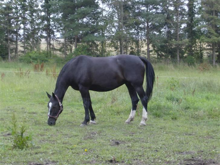 Oldenborg Lidiane  - Hygger sig på folden  billede 9