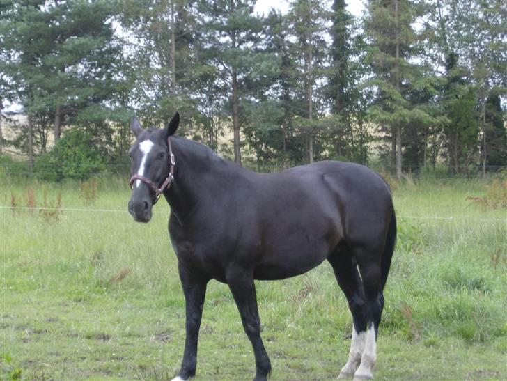 Oldenborg Lidiane  - Hygger sig på folden  billede 10