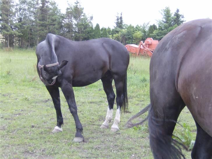 Oldenborg Lidiane  - Skulle lige klø sig hehe  billede 13