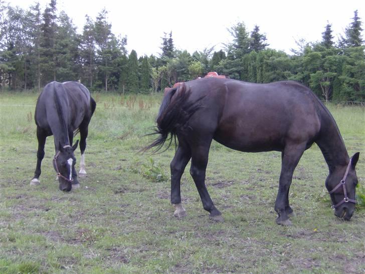 Oldenborg Lidiane  - Uhh Hygge med Diosa  billede 14