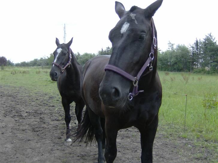 Oldenborg Lidiane  - Øv vi gider ikke have taget billeder  billede 15