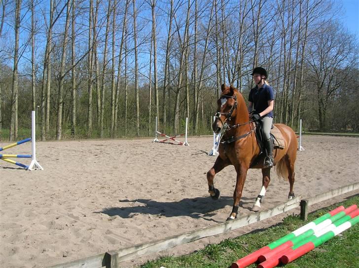 Frederiksborg Granat Landlyst - solgt - springning med Claus billede 9