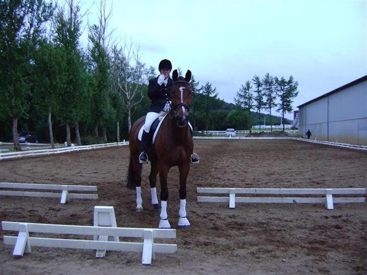 Hollandsk Varmblod Saffier billede 19