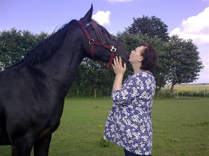 Frieser Sdr.Hyttens Qaiser  - Kys kys .... gud hvor jeg elsker den hest ;-) billede 4