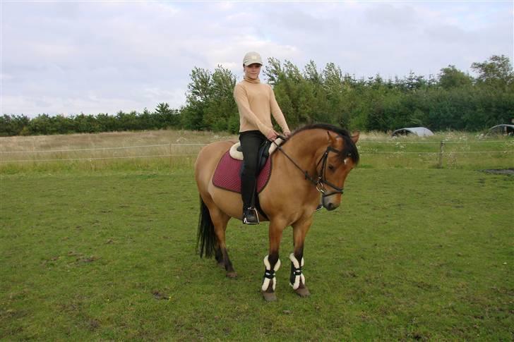 Anden særlig race Paya billede 7