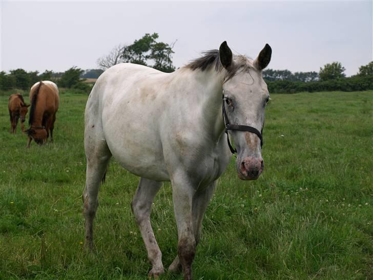 Knabstrupper Moonlight billede 6