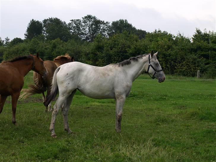 Knabstrupper Moonlight billede 7