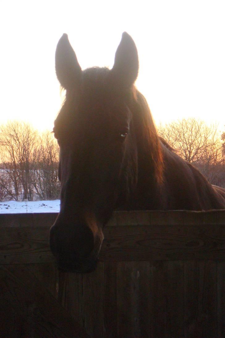 Oldenborg Whitney billede 1