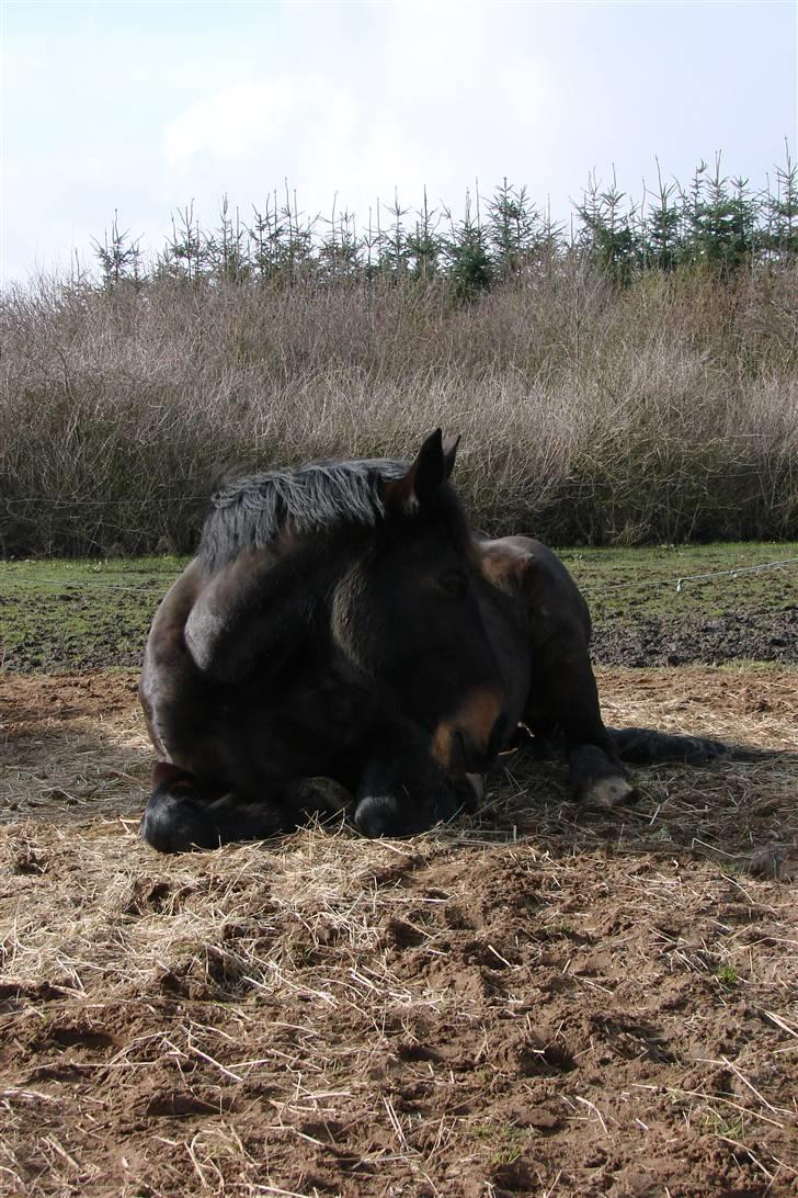 Oldenborg Whitney billede 2