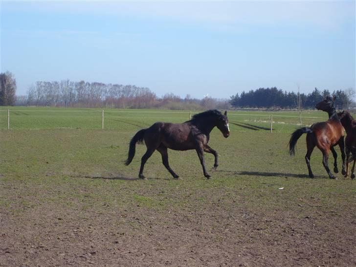 Fuldblod (XX) Killroy billede 1