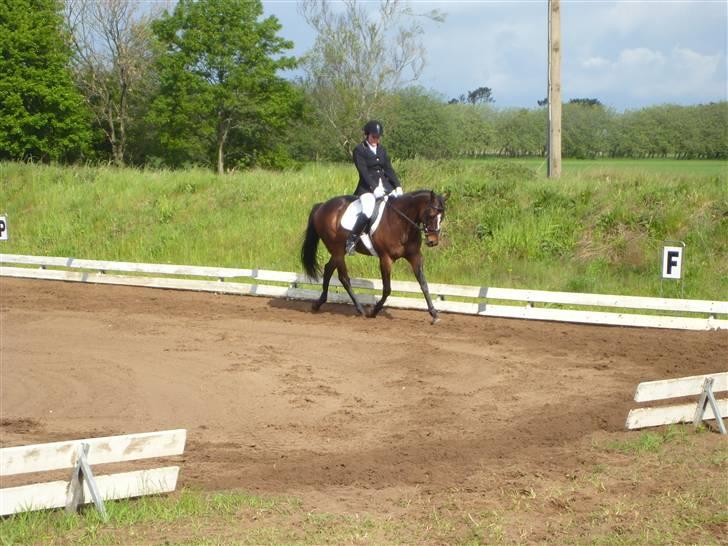 Fuldblod (XX) Killroy billede 2