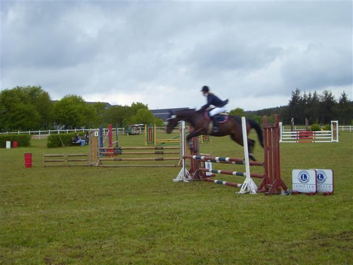 Fuldblod (XX) Killroy billede 3