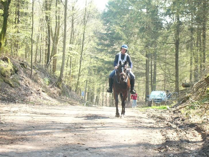 Fuldblod (XX) Killroy billede 4