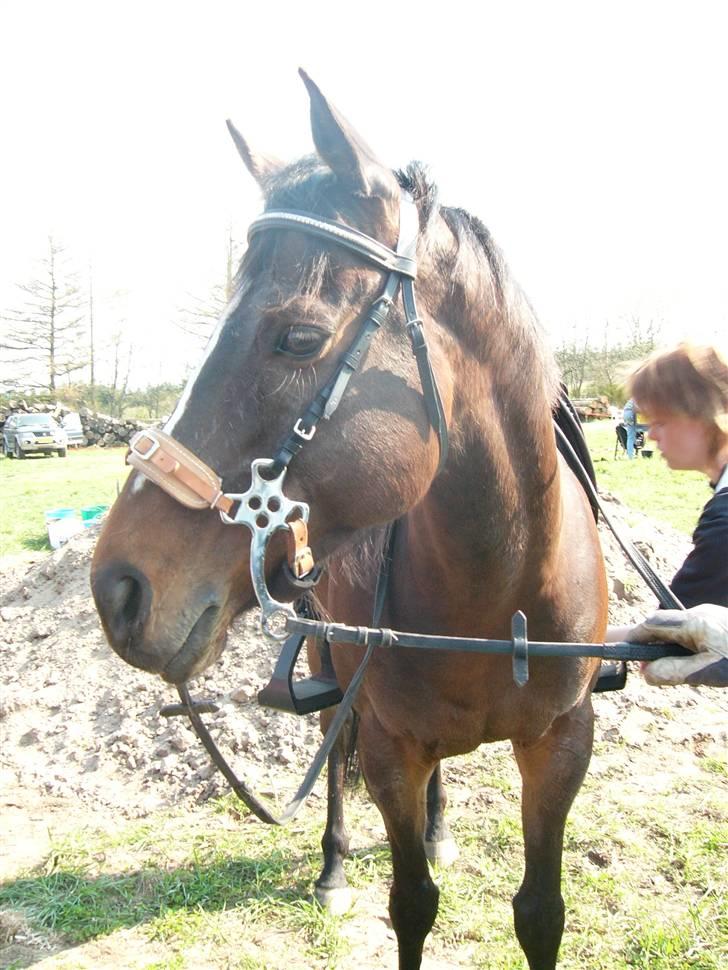 Fuldblod (XX) Killroy billede 5