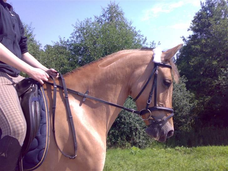 Anden særlig race Madonna :) R.I.P <3  - Velkommen til madonna ;) - taget af Sif Tetens xD billede 1