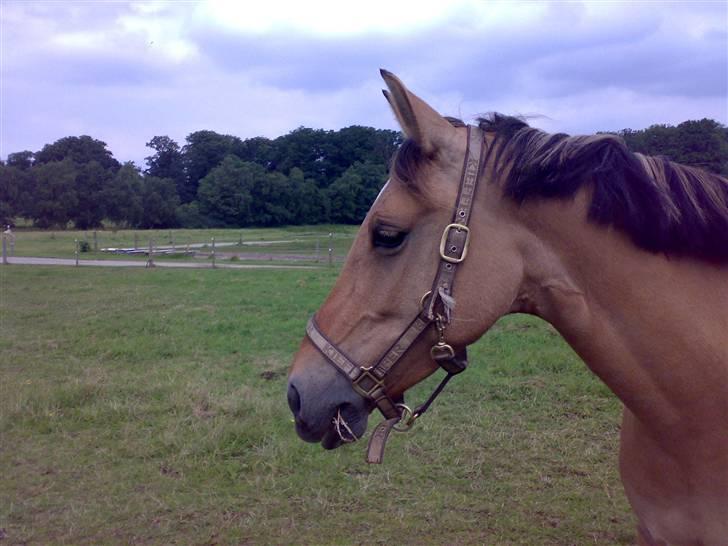 Anden særlig race Madonna :) R.I.P <3  - Madonna på fold igen.. :) - taget af Sif Tetens xD billede 4