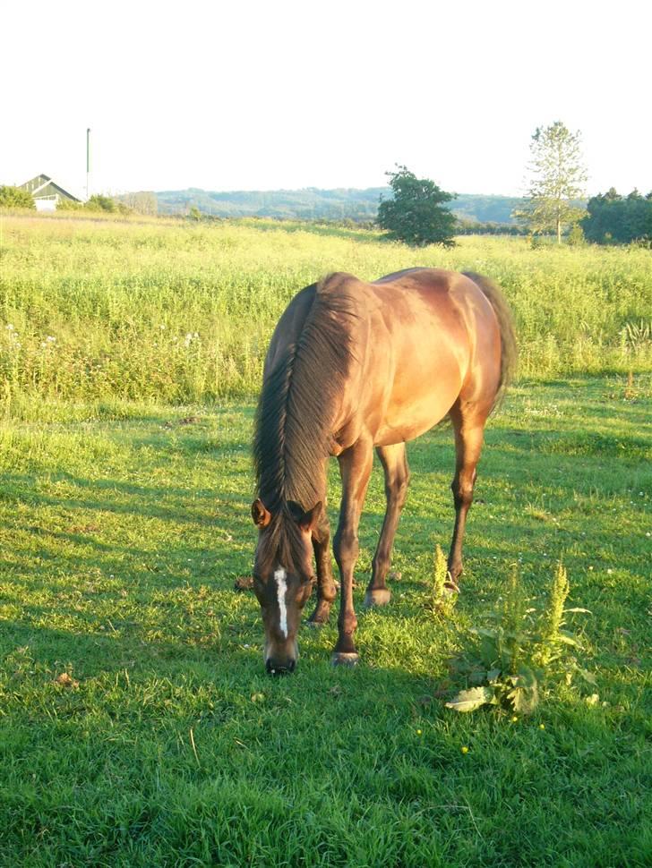 Fuldblod (XX) Killroy billede 6