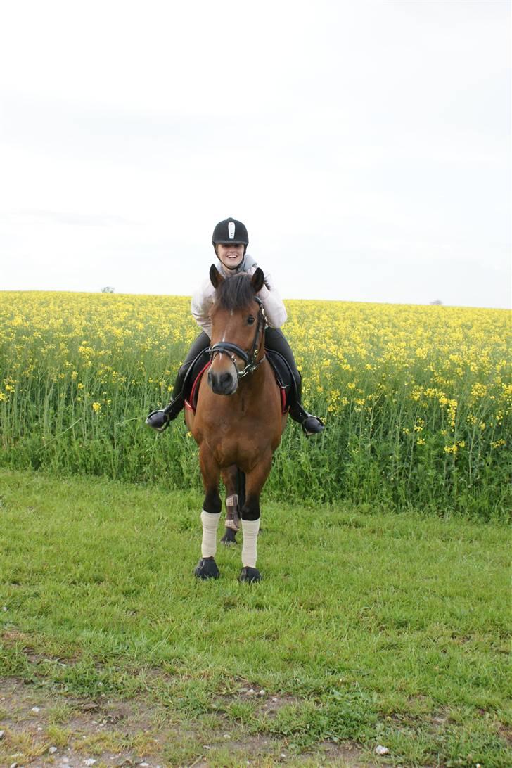 New Forest Roløkke Sirius *RIP* - Hej og velkommen til bissens profil :o) billede 1