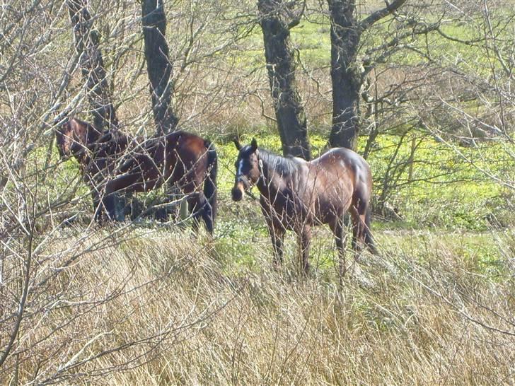 Fuldblod (XX) Killroy billede 7