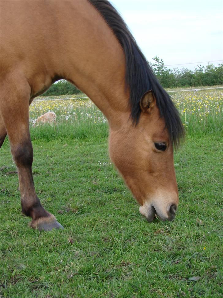 Anden særlig race Paya - Paysen billede 11