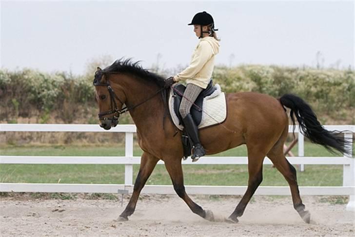 New Forest Roløkke Sirius *RIP* - :) billede 6