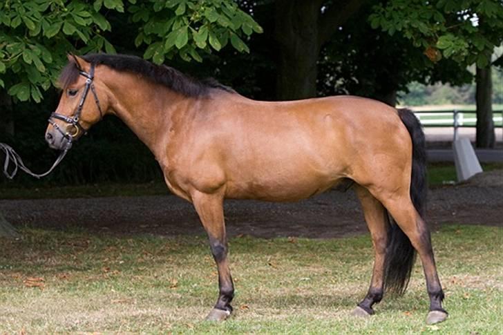 New Forest Roløkke Sirius *RIP* billede 8