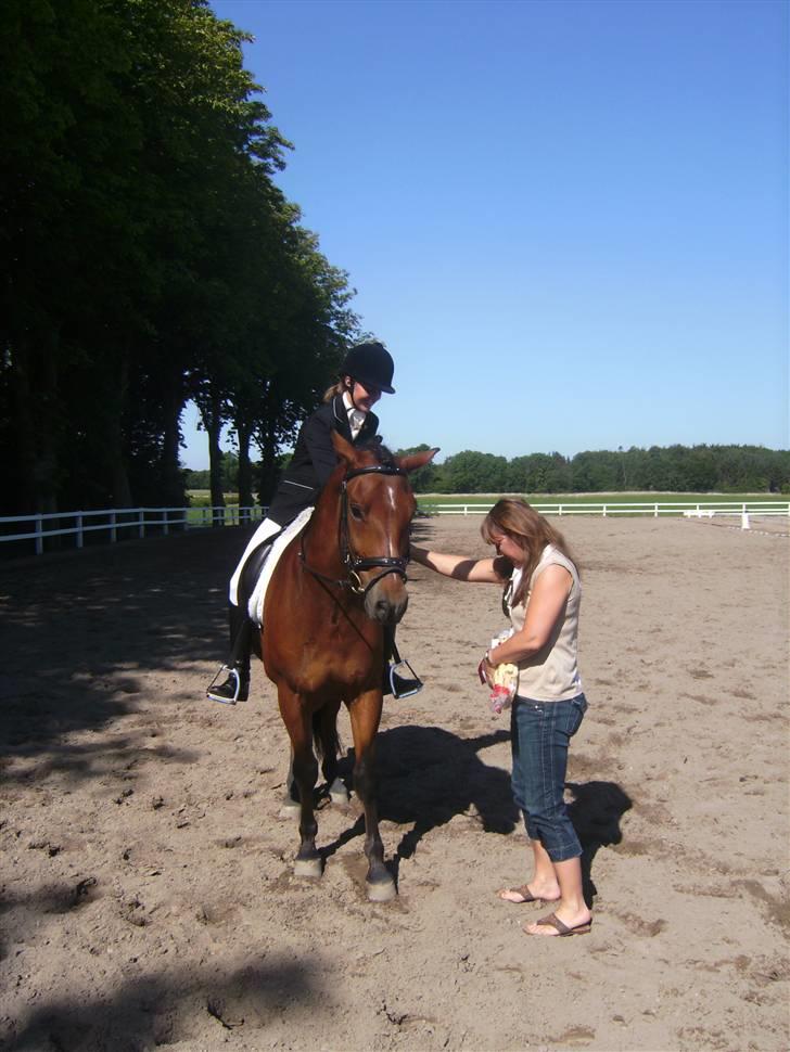 New Forest Roløkke Sirius *RIP* - Vundet LA1 med 66,55% til NFRK´s C-stævne :´) Han var SÅ fin den dag :D billede 10