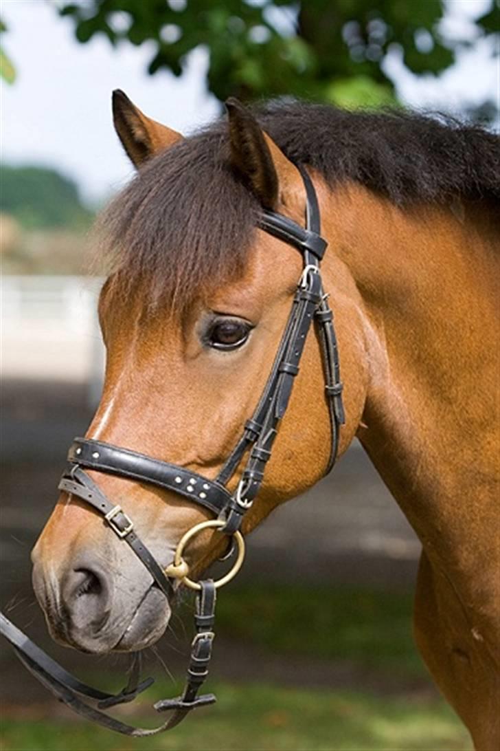 New Forest Roløkke Sirius *RIP* - Sisse Bissen<33 billede 13