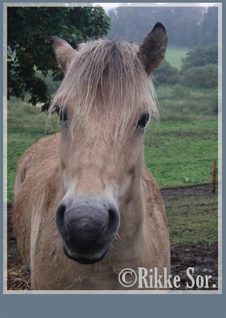 Fjordhest Shaggert - En lille våd fjordhest :o) *16. september 2007*  billede 1