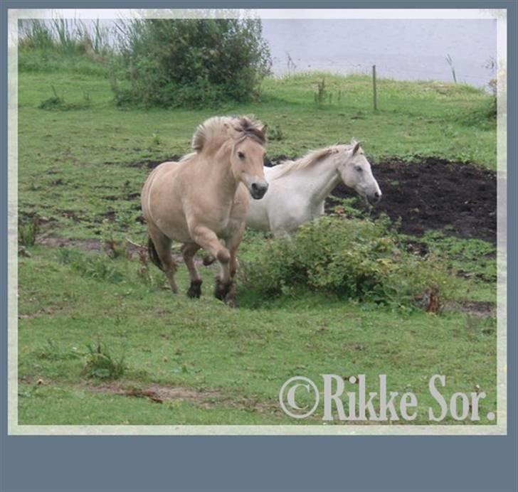 Fjordhest Shaggert - "Vi kommer nu, gør vi" *17. august 2007*  billede 2