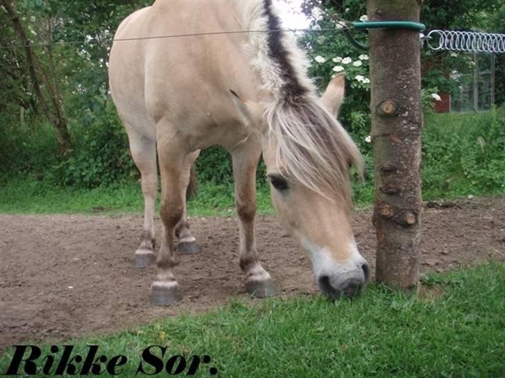 Fjordhest Shaggert - Der spises græs. Han er en sand mester i at få hovedet ud under hegnet for at nå græsset. Som ordsproget siger: "Græsset er grønnere på den anden side!" ;o) billede 3