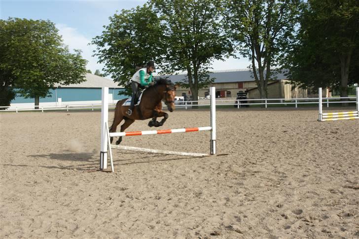 New Forest Roløkke Sirius *RIP* - Springer 80 :) billede 15