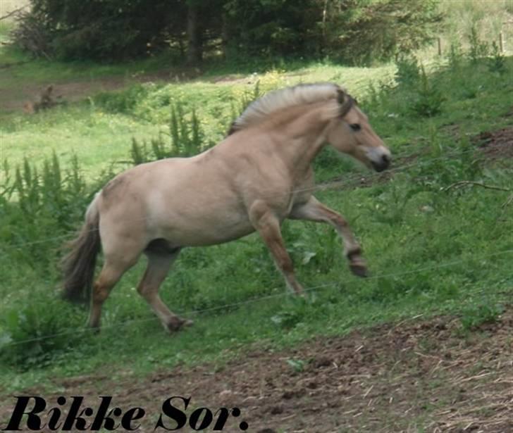 Fjordhest Shaggert - På vej op for at gå en gulerod :o) billede 4