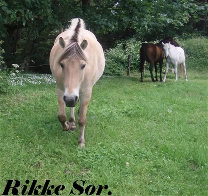 Fjordhest Shaggert - "Goddaw!" I baggrunden ses de to heste, som Shaggert er opstaldet sammen med. Den brune er en traver og den hvide en blanding af ox-araber og DV. billede 5