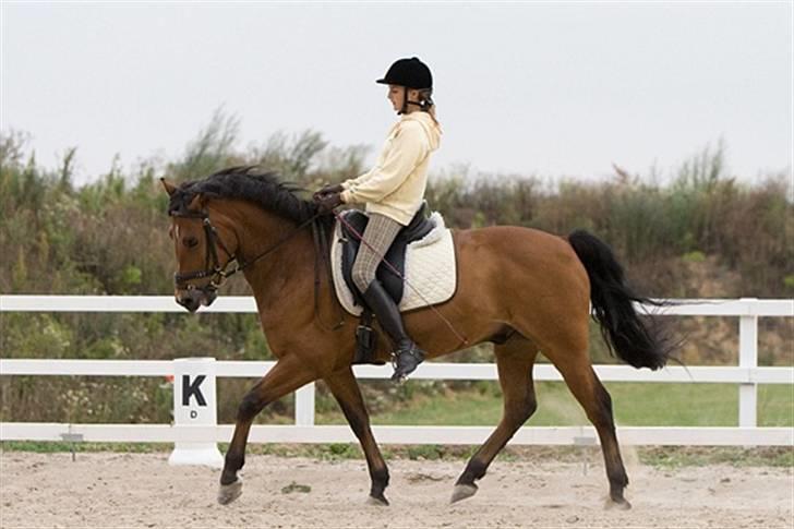 New Forest Roløkke Sirius *RIP* - Versade;´) billede 16