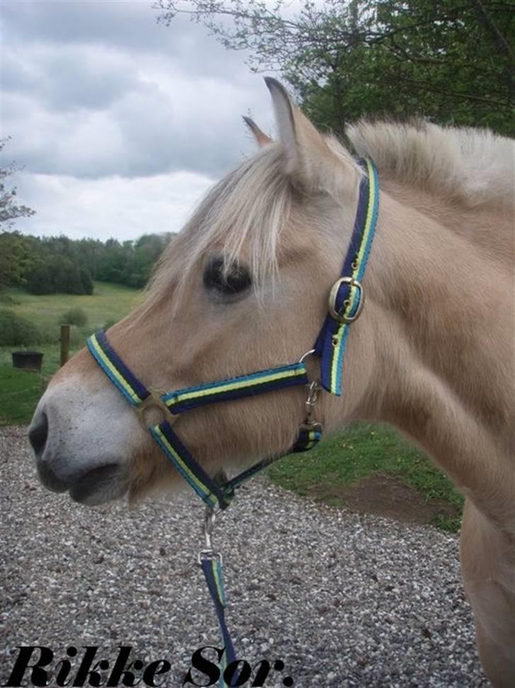 Fjordhest Shaggert - Med ude på en lille gåtur.  billede 6