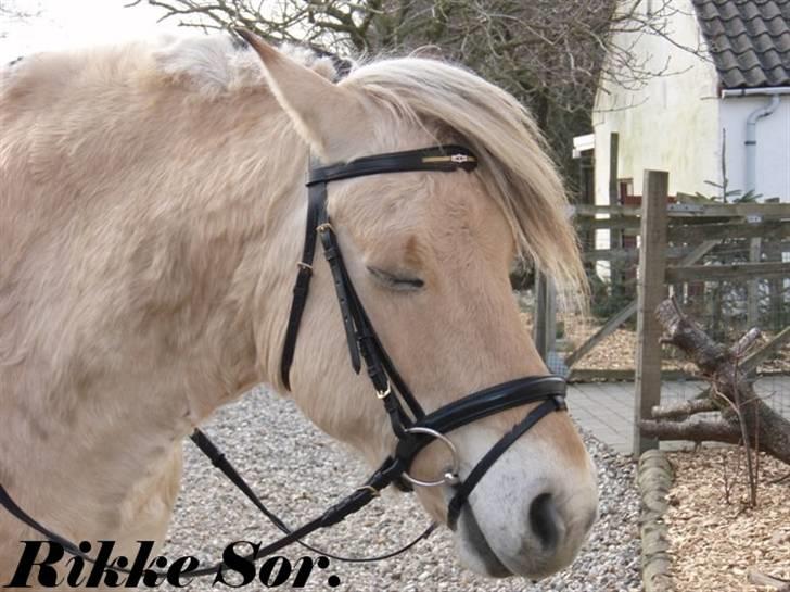 Fjordhest Shaggert - Her har han fået sit nye hovedtøj på, som jeg fik i fødselsdagsgave. Det passer ham perfekt :o) billede 7