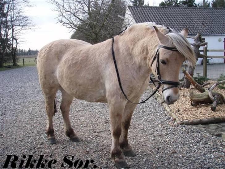 Fjordhest Shaggert - Der poseres for kameraet :o) billede 8