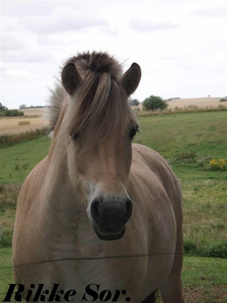 Fjordhest Shaggert - Et af mine yndlingsbilleder af den lille fjordvaps :o) billede 9