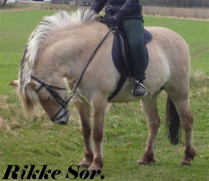 Fjordhest Shaggert - Her er vi ude at ride en tur på marken :o) billede 10
