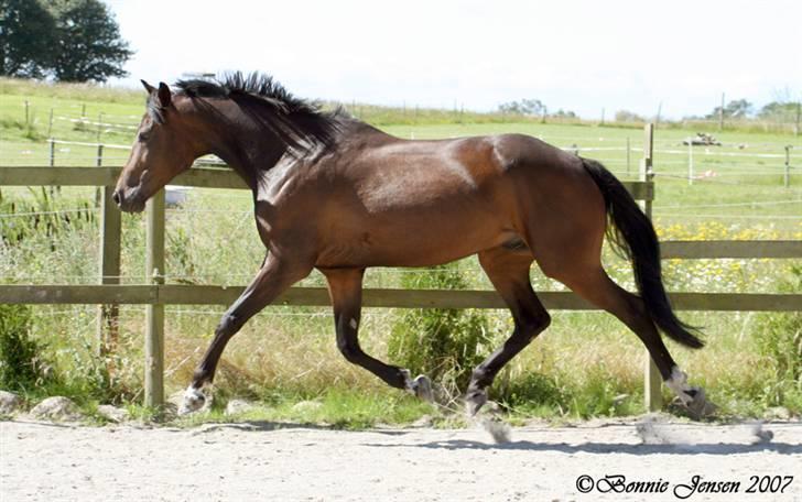 Traver Kubius - R.I.P - Fotograf: Bonnie jensen billede 9