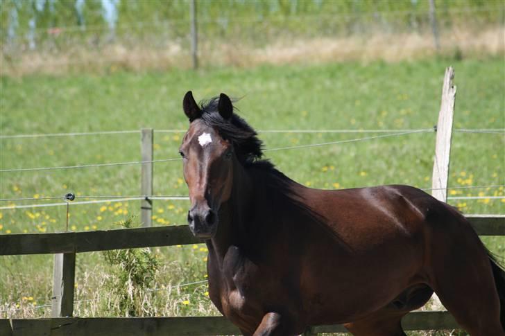 Traver Kubius - R.I.P - Fotograf: Bonnie jensen billede 10