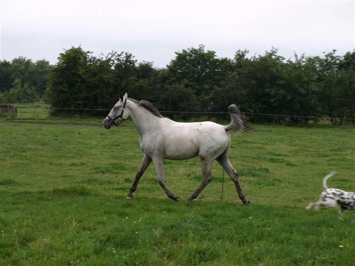 Knabstrupper Moonlight billede 8