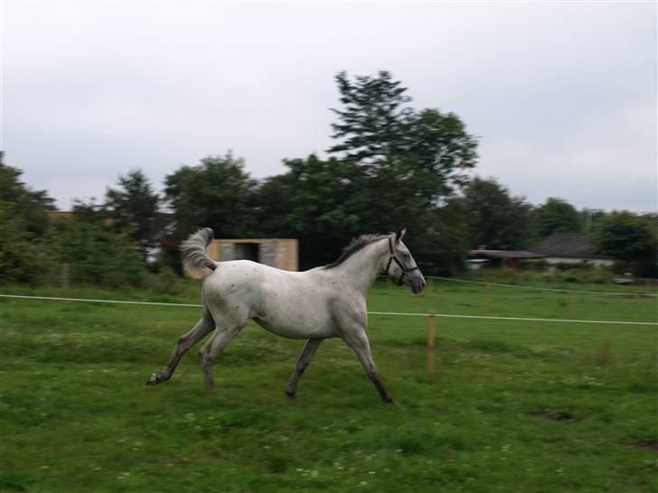 Knabstrupper Moonlight billede 9