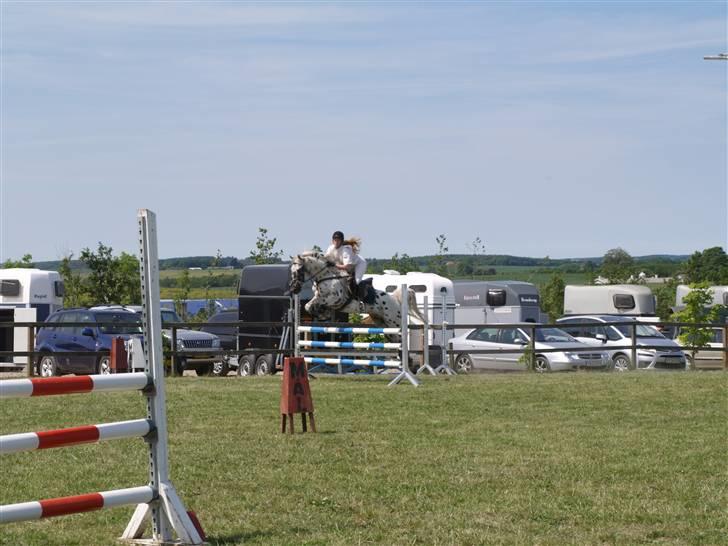 Knabstrupper Funder Nørhedes Laban *SO - LC-klasse i Thorsø billede 5