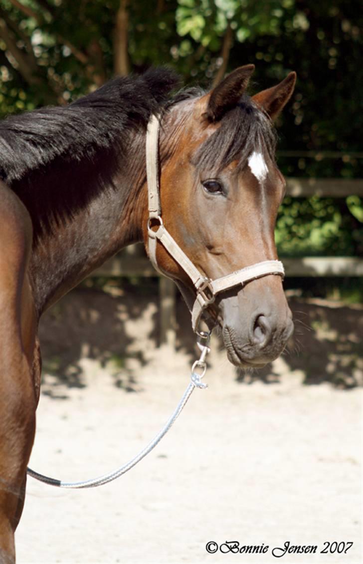 Traver Kubius - R.I.P - Fotograf: Bonnie jensen billede 13