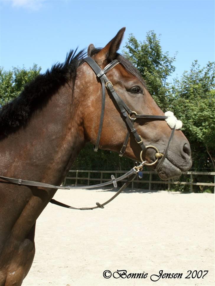 Traver Kubius - R.I.P - Fotograf: Bonnie jensen billede 14