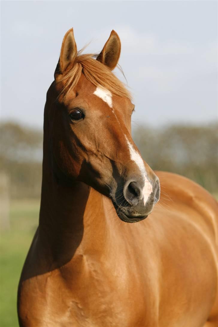 Anden særlig race Rex  - 1)hva har du fået øje på smukke ?? FOTO: magdalena Leska billede 1